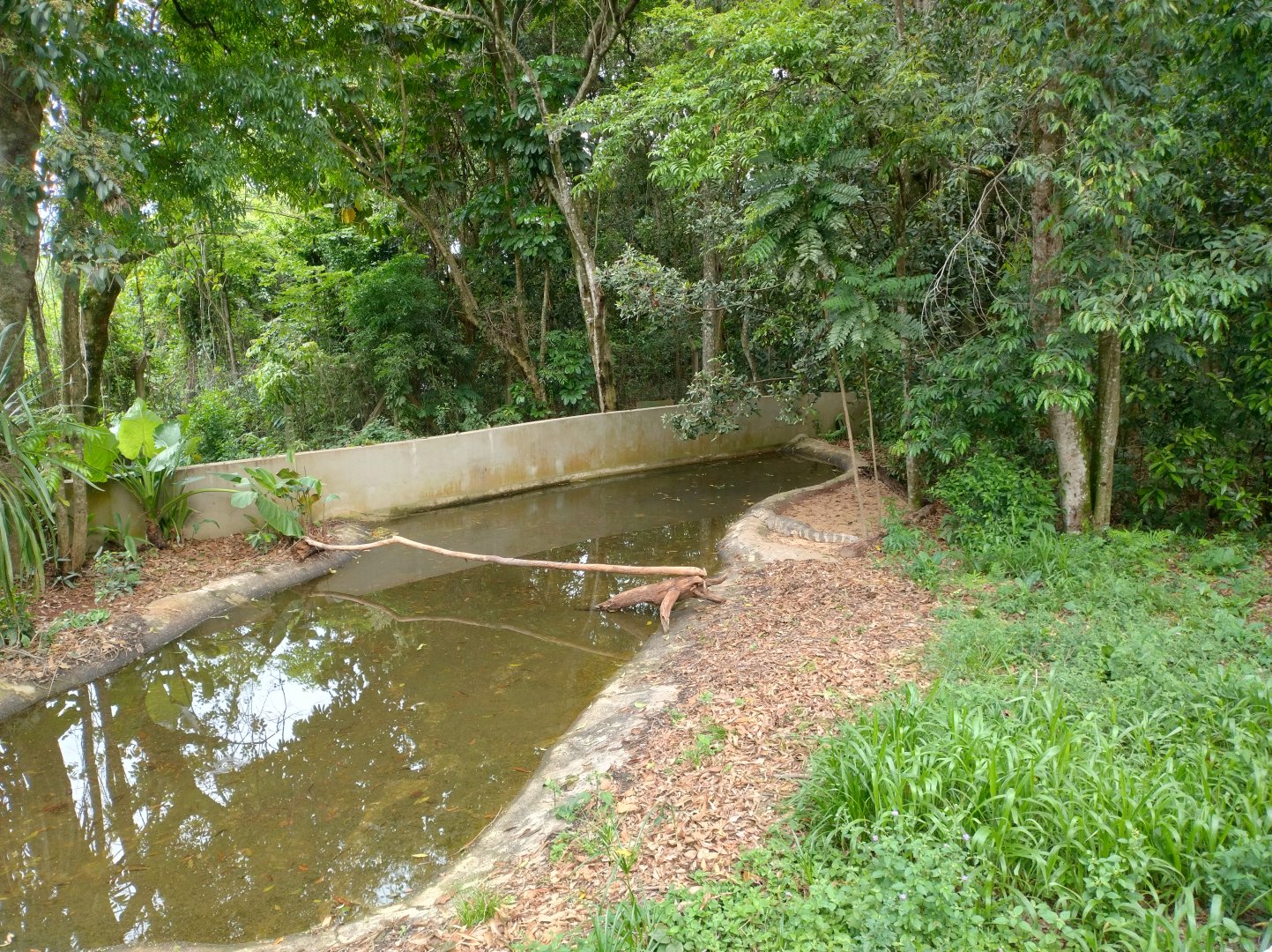 Broad-snouted caiman exhibit - RBBV (ZRRL)