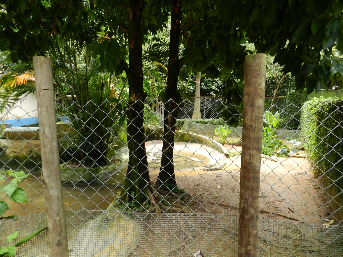 Broad-snouted caiman exhibit - Salvador zoo (PZGV)