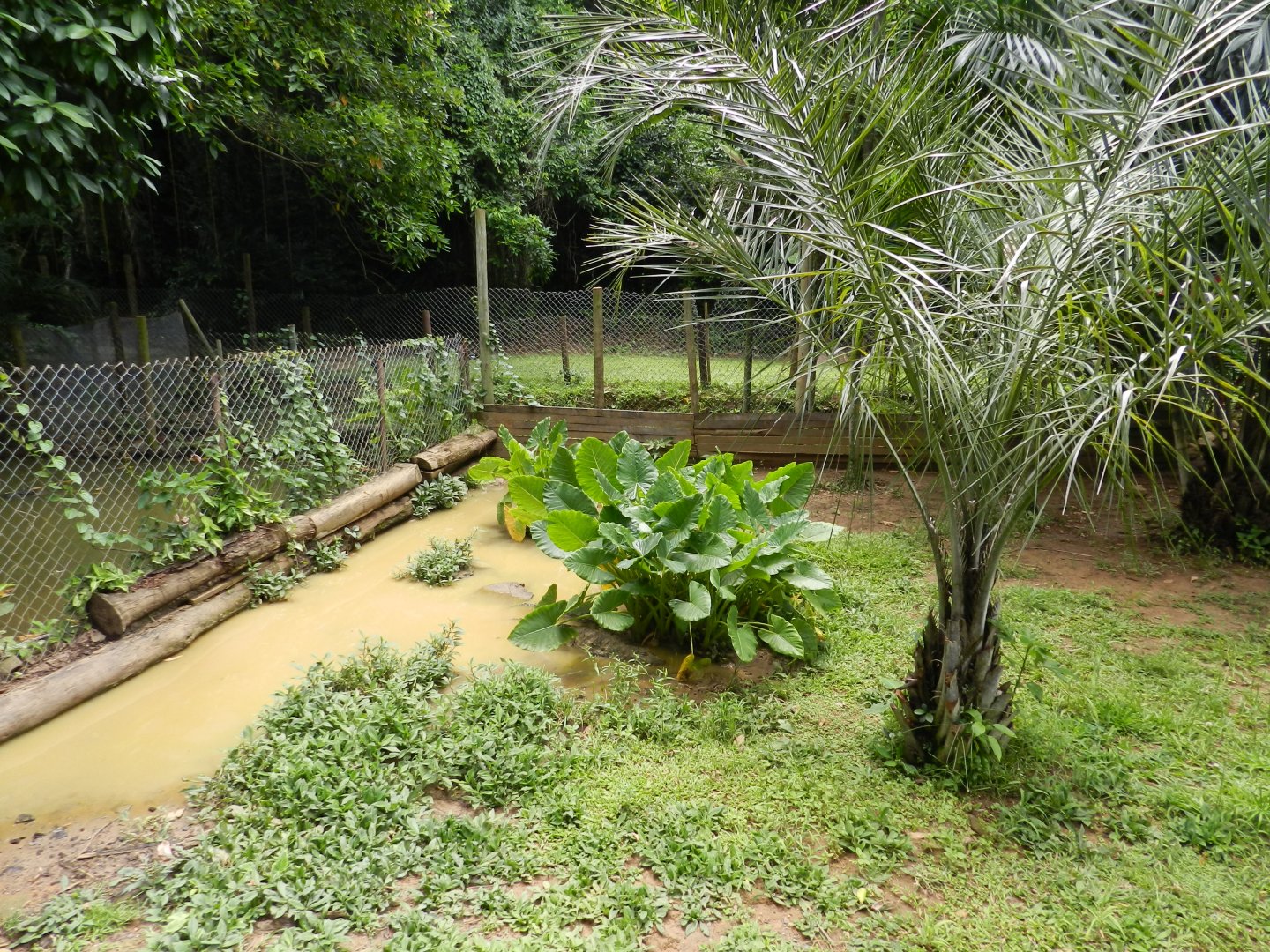 Broad-snouted caiman exhibit - Salvador zoo (PZGV)
