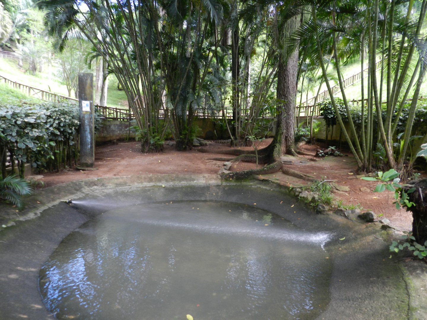 Broad-snouted Caiman exhibit - Salvador zoo (PZGV)