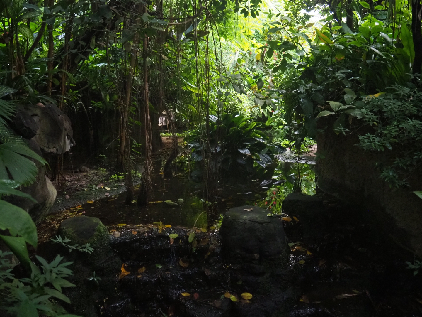 Broad-snouted caiman exhibit (Sep 2nd, 2018)