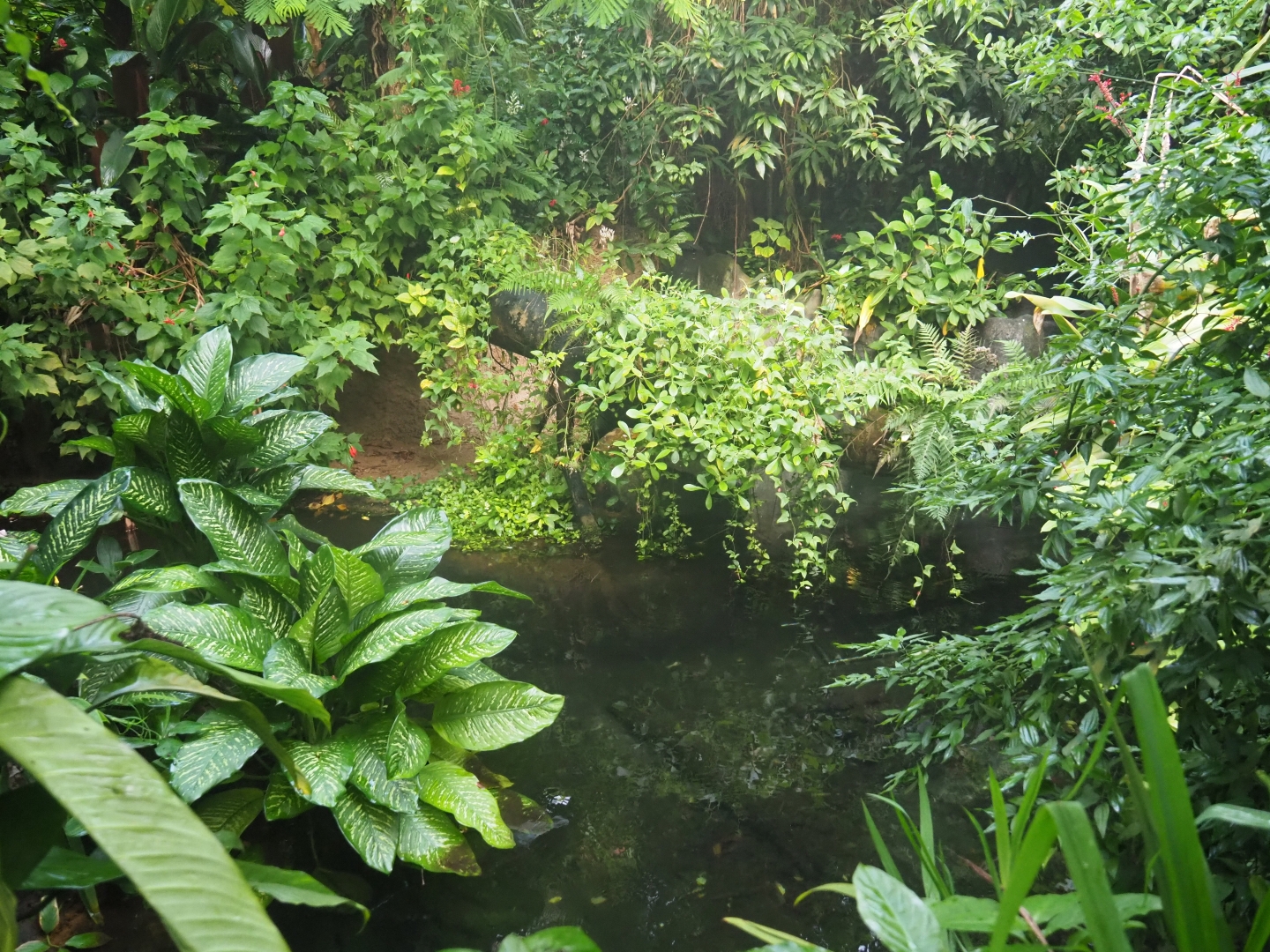 Broad-snouted caiman exhibit (Sep 2nd, 2018)