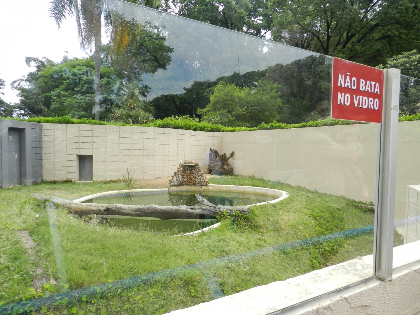Broad-snouted caiman exhibit - Sorocaba zoo (PZMQB)