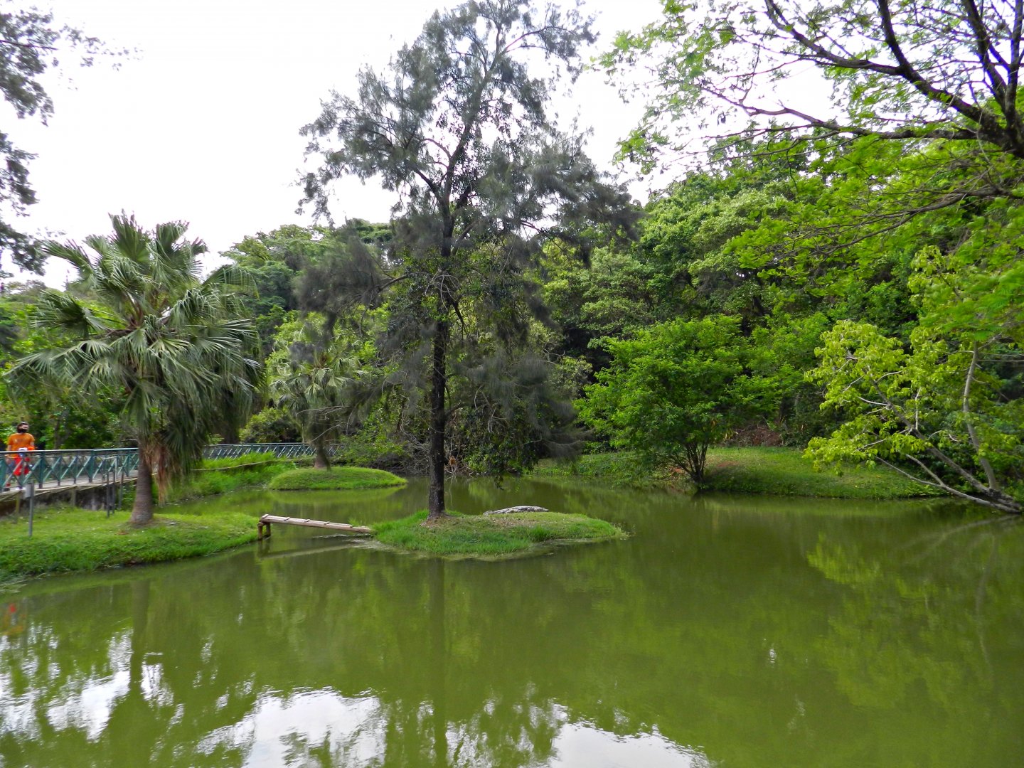Broad-snouted caiman exhibit - Sorocaba zoo (PZMQB)