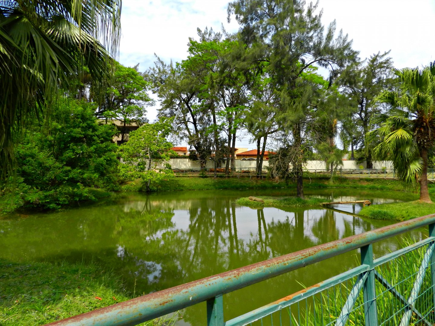 Broad-snouted caiman exhibit - Sorocaba zoo (PZMQB)
