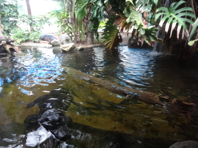 Broad-snouted caiman exhibit - Ubatuba aquarium (2014)