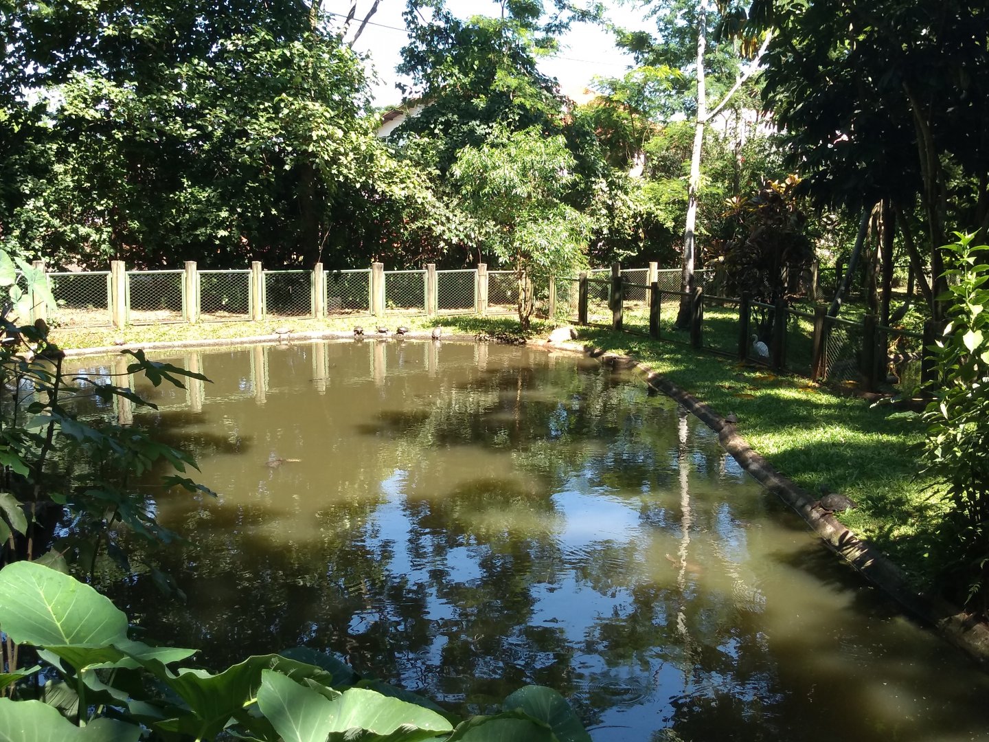 Broad-snouted-caiman exhibit - Zoo bosque guarani, Foz do Iguaçu