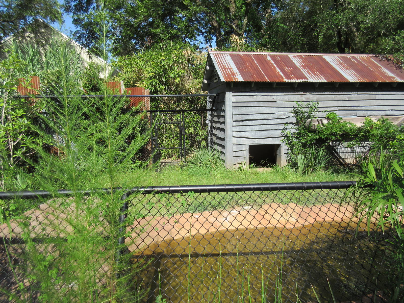 Broad-Snouted Caiman Exhibit