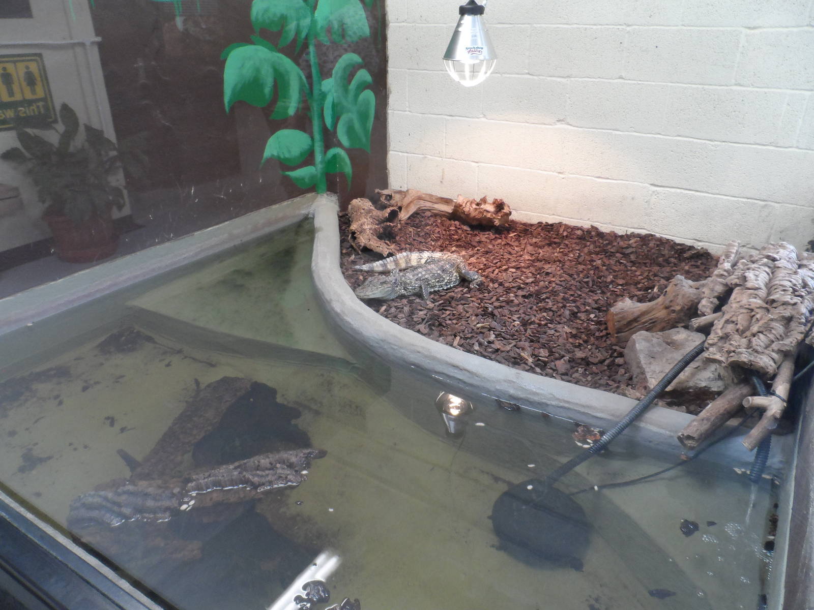 Broad-snouted Caiman Exhibit