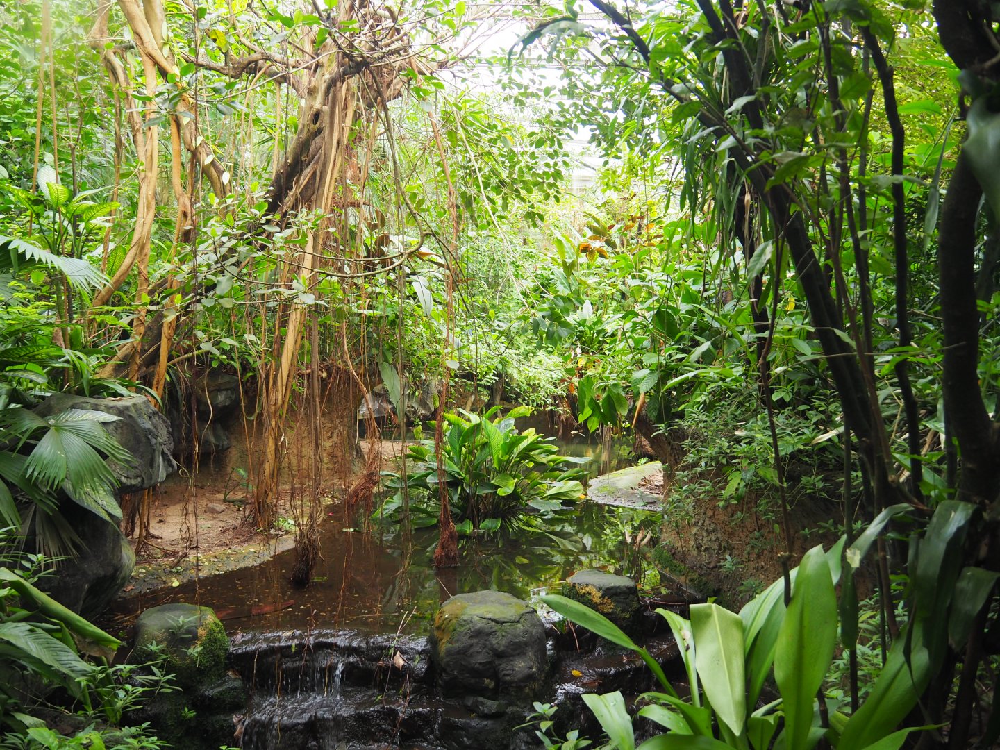 Broad-snouted Caiman Exhibit
