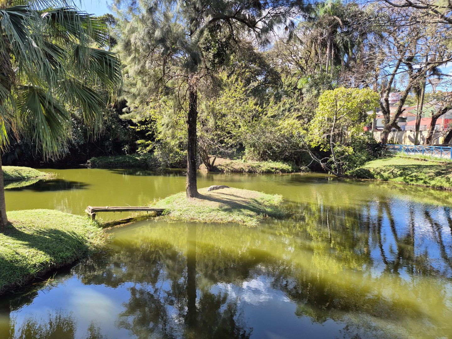 Broad-snouted Caiman pond