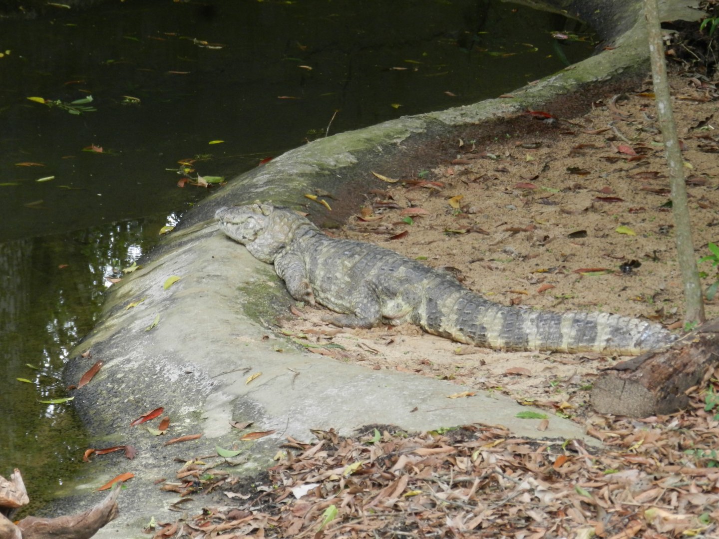 Broad-snouted caiman - RBBV (ZRRL)