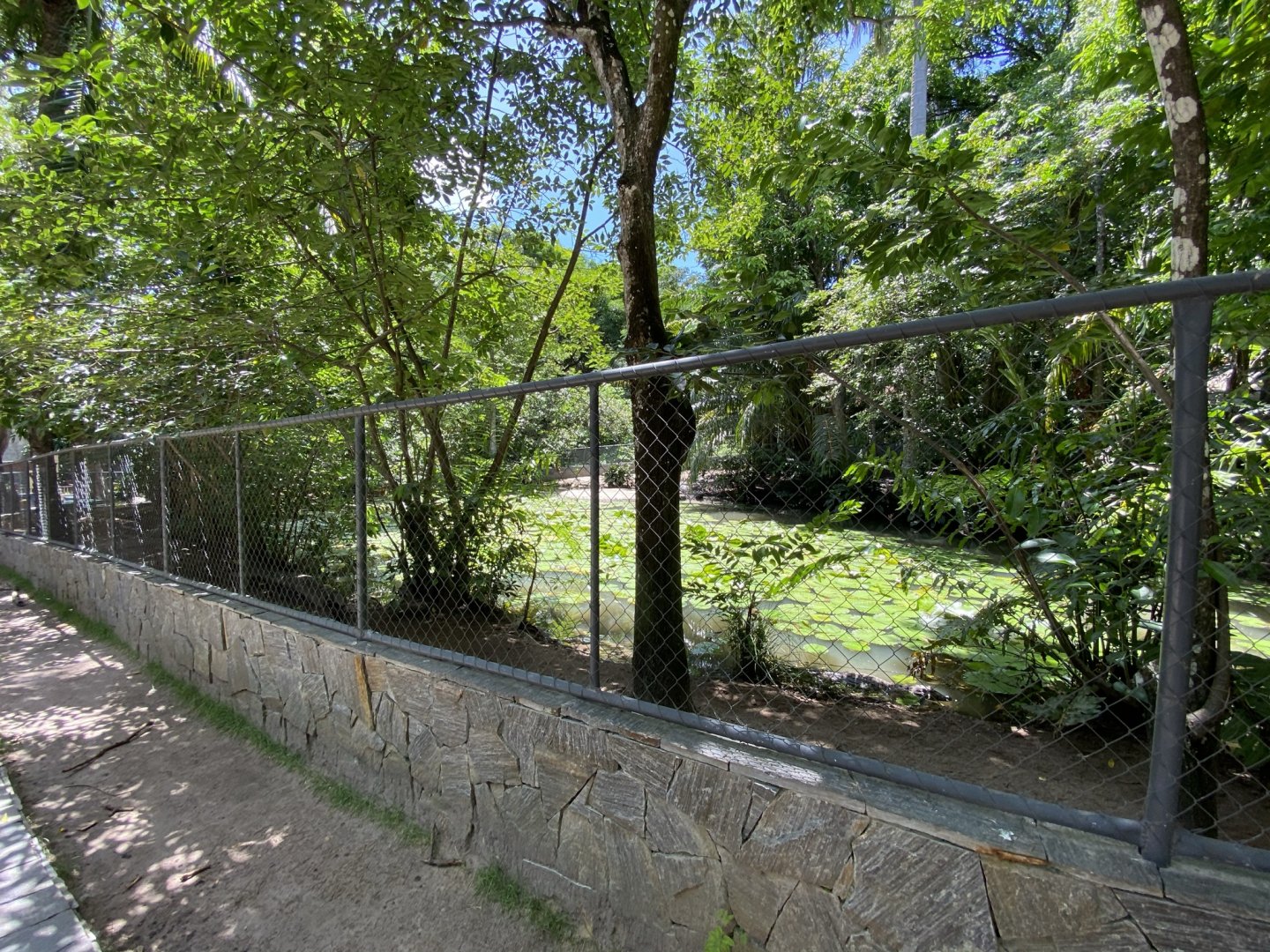 Broad-snouted Caiman, Red-footed Tortoise and Yellow-footed Tortoise enclosure