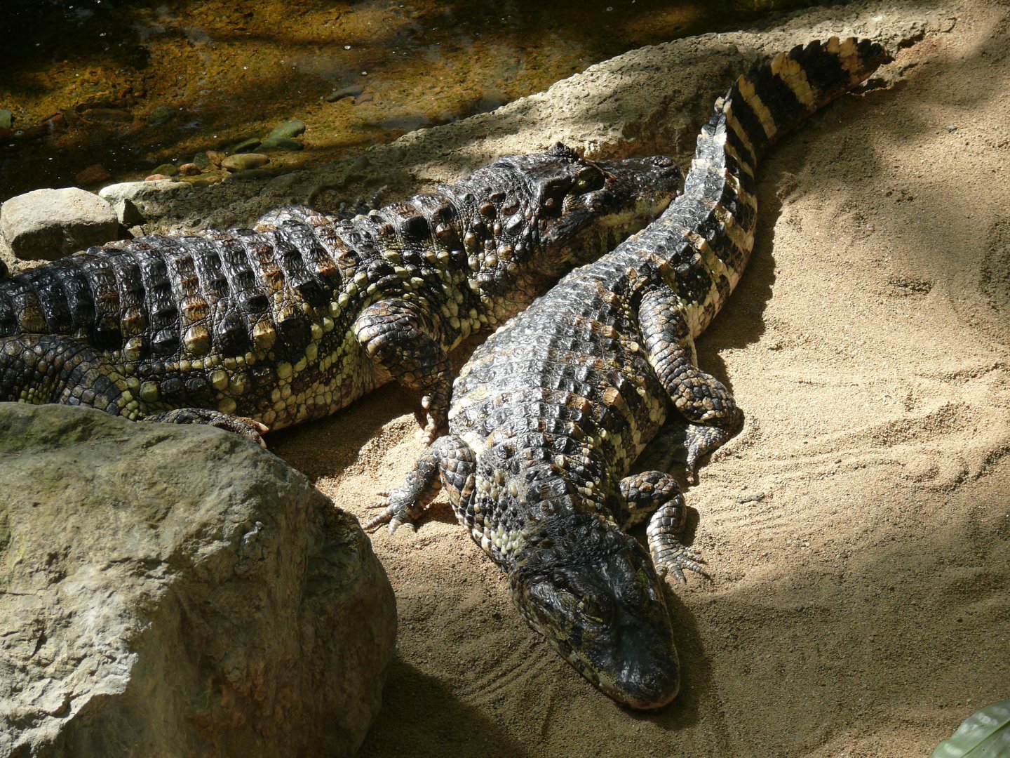 Broad-snouted caiman - reopening 31-08-2020