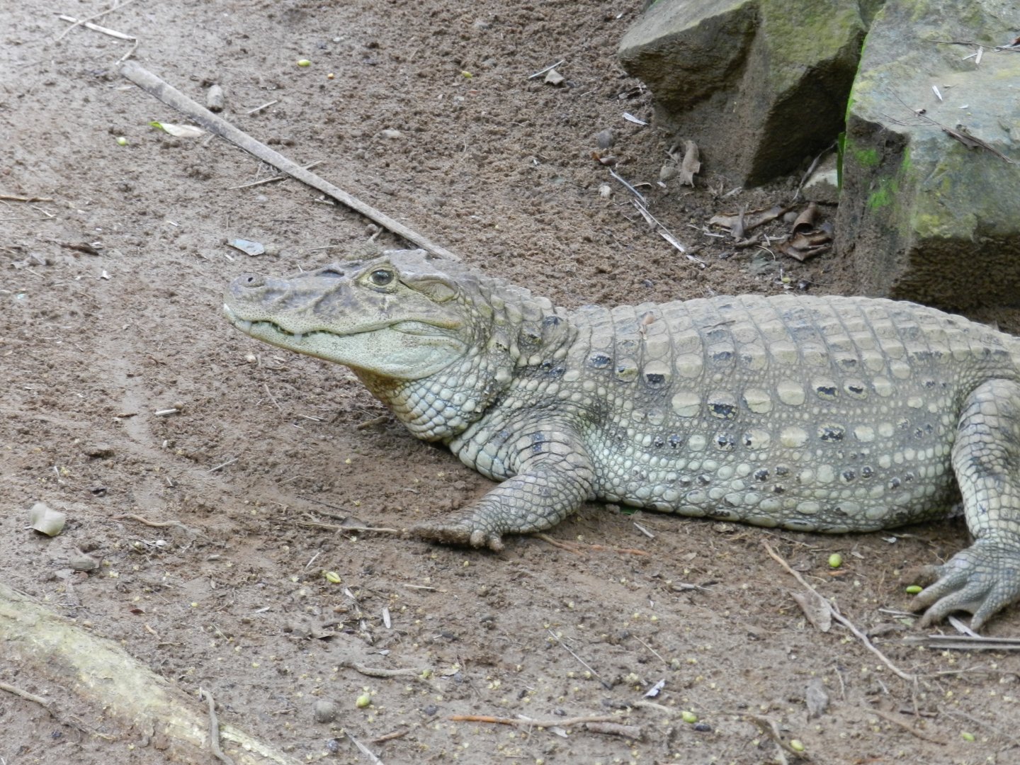 Broad-snouted caiman - Salvador zoo (PZGV)