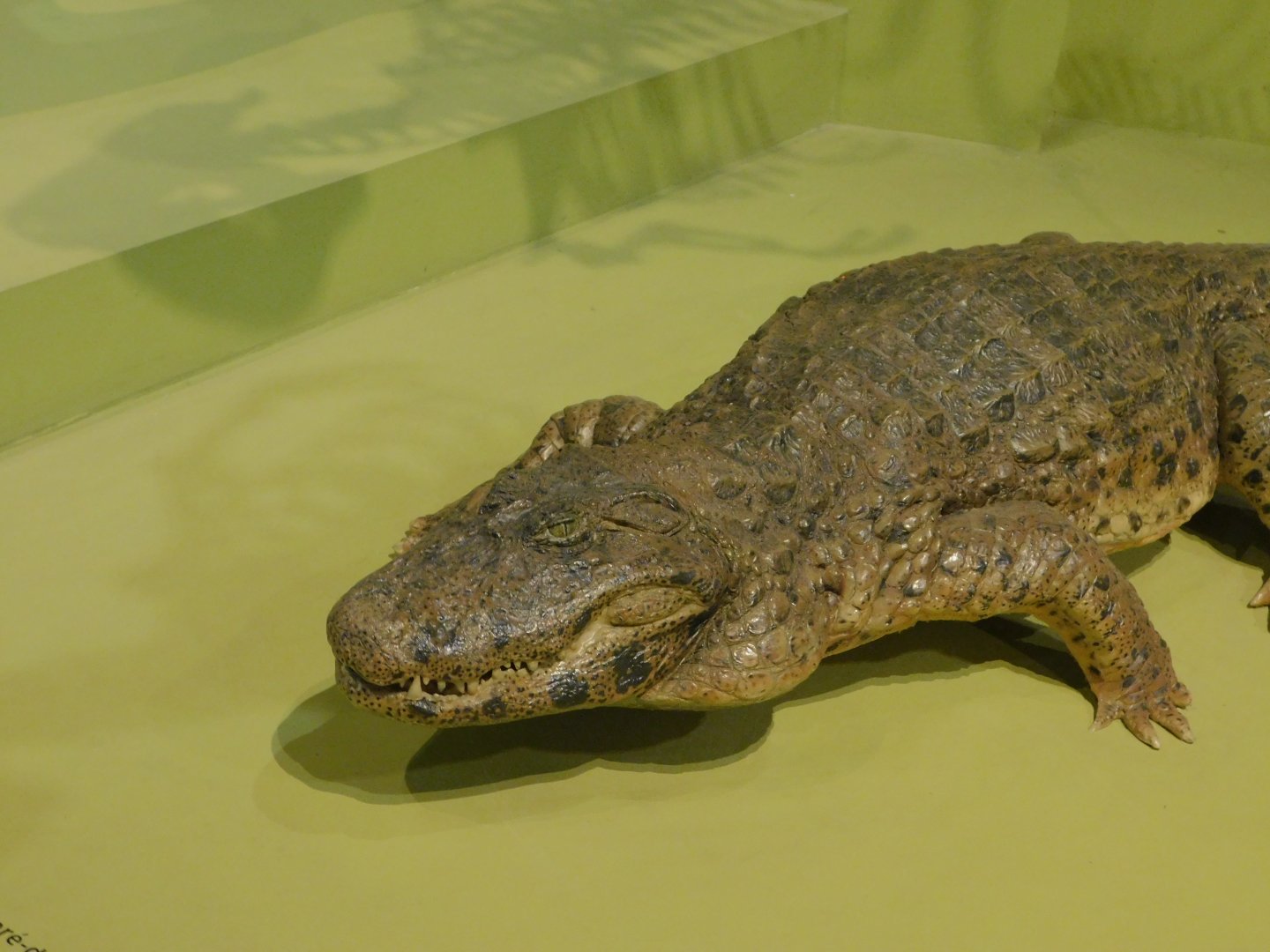 Broad-snouted caiman taxidermy - Museum of PUC Minas - Brazil