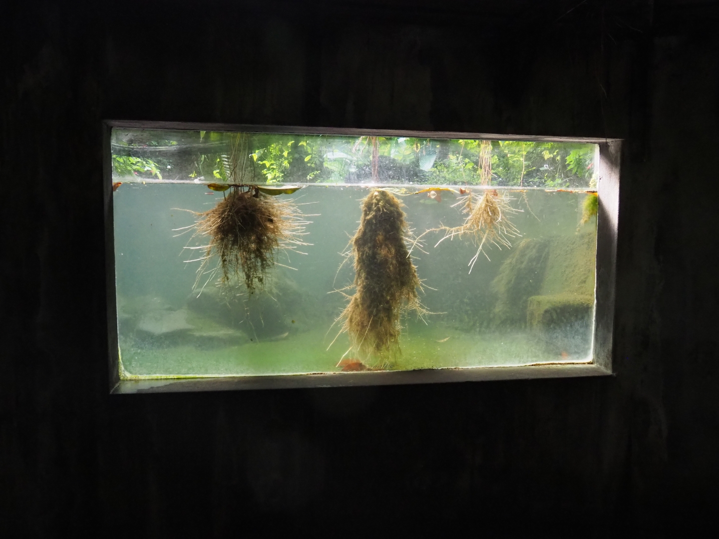 Broad-snouted caiman underwater view (Sep 16th, 2018)