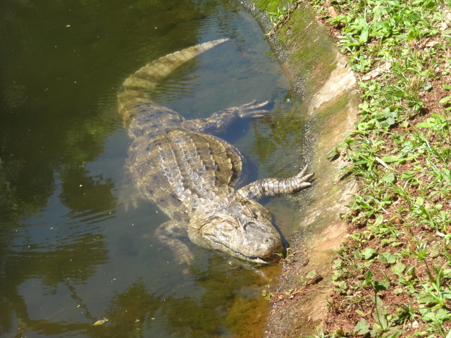 Broad-snouted-caiman - Zoo bosque Guarani, Foz do Iguaçu