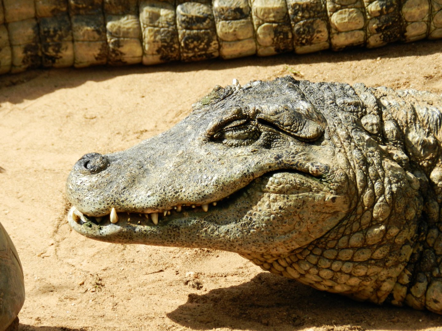 Broad-snouted caiman - Zoo São Paulo