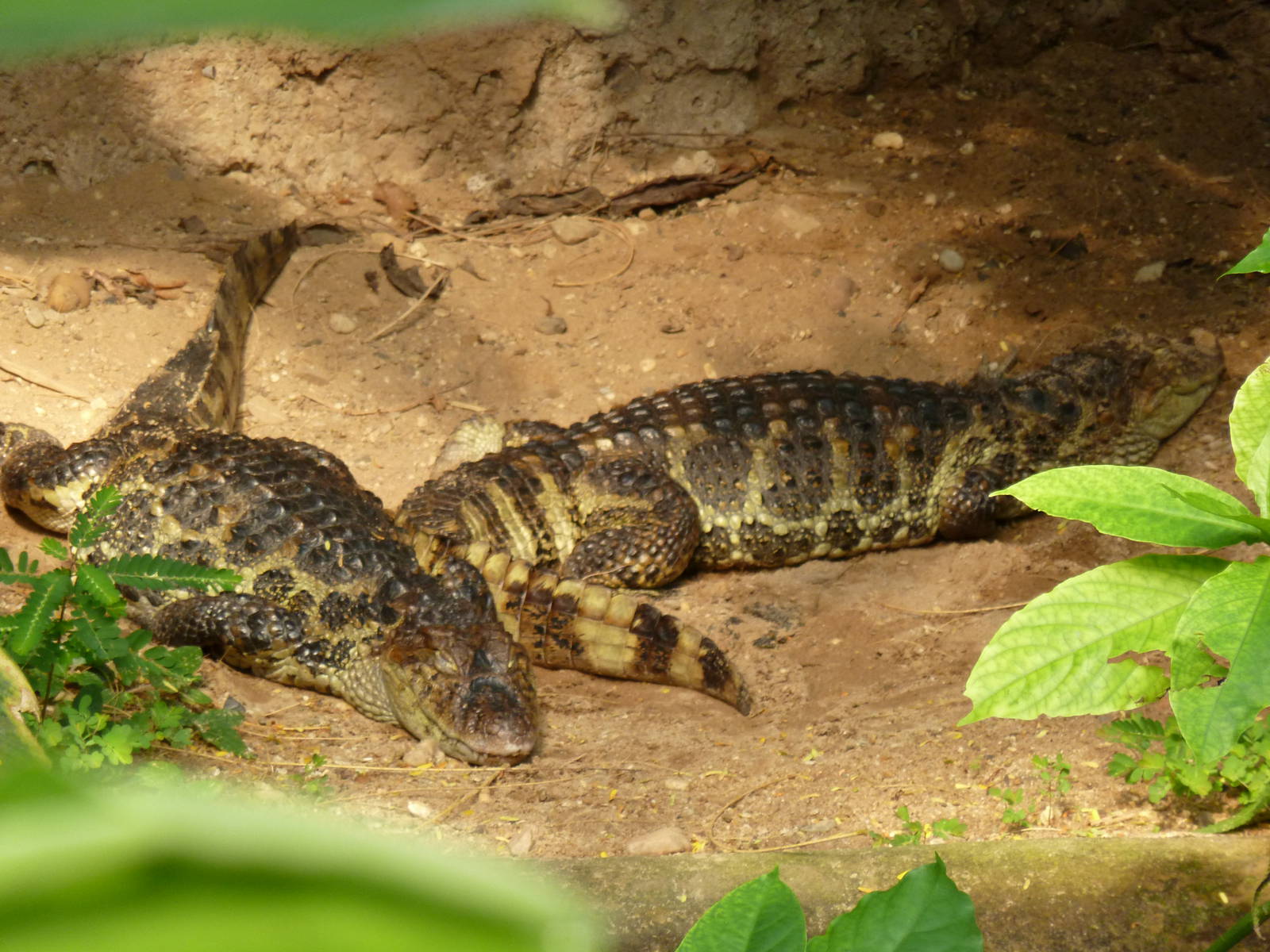 broad-snouted caiman