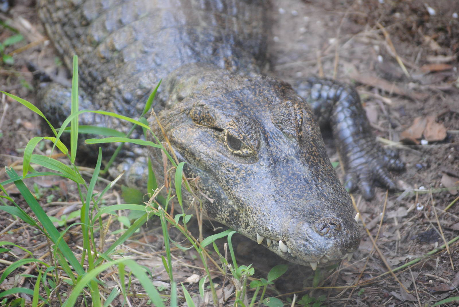 Broad-Snouted Caiman