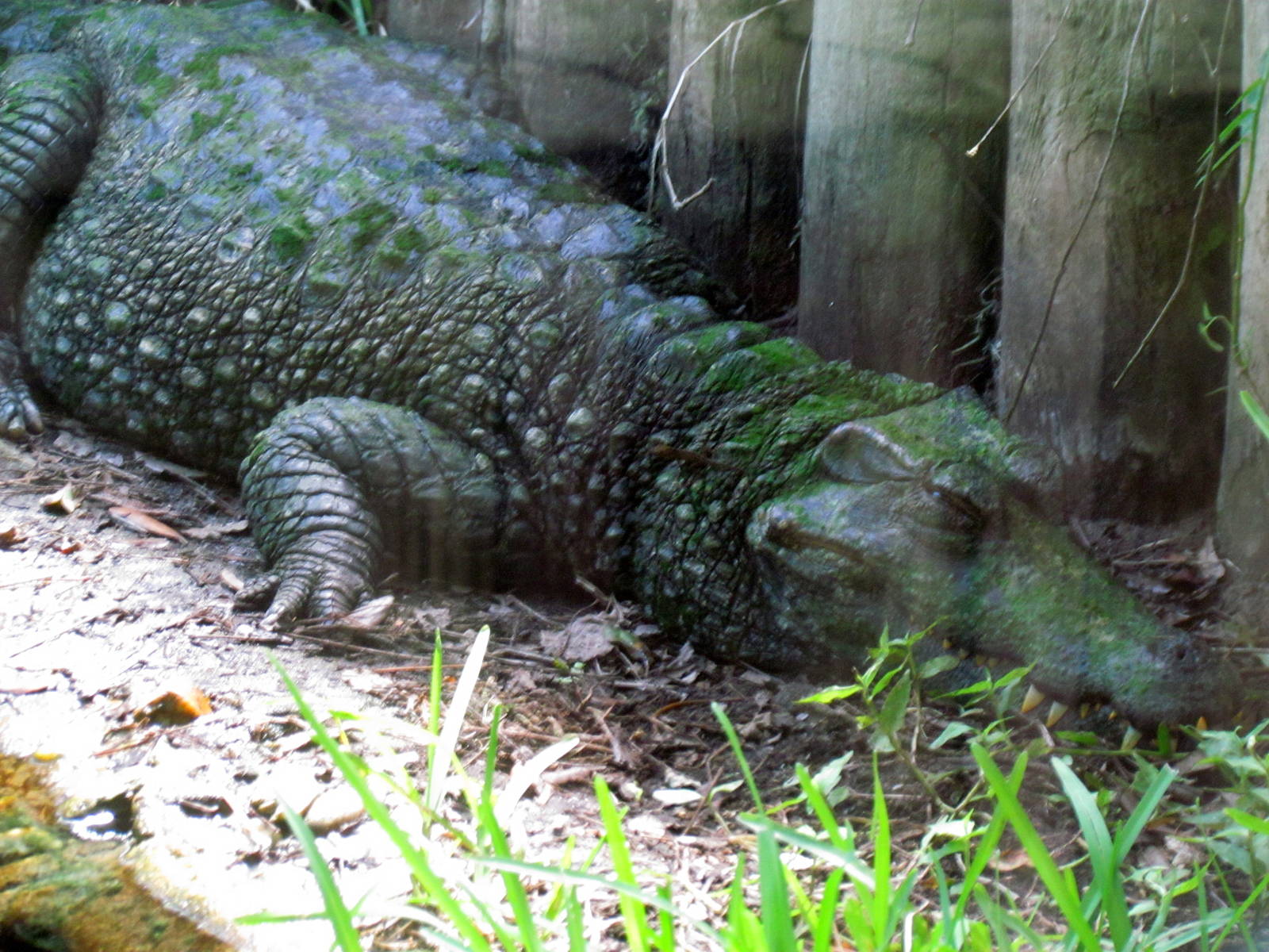 Broad-snouted Caiman
