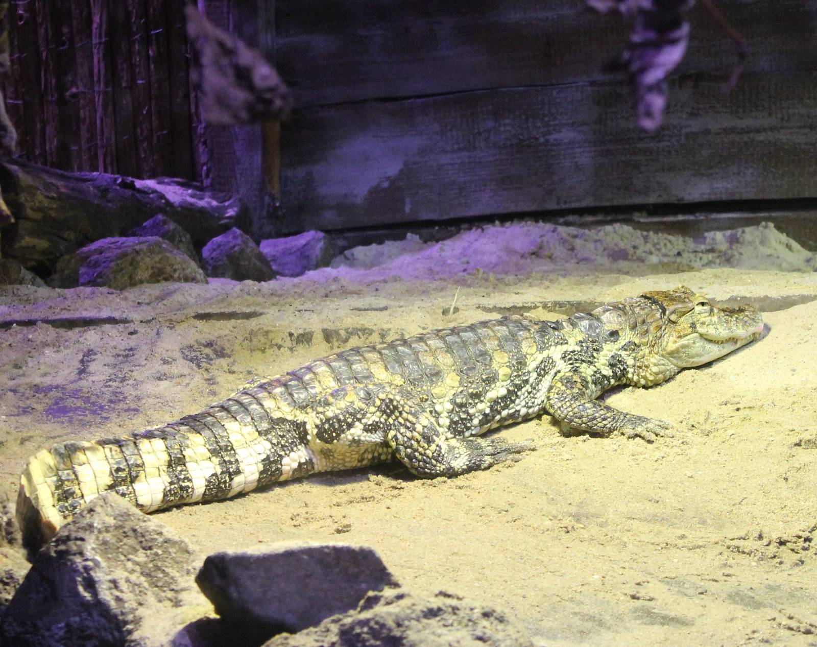 Broad-snouted caiman