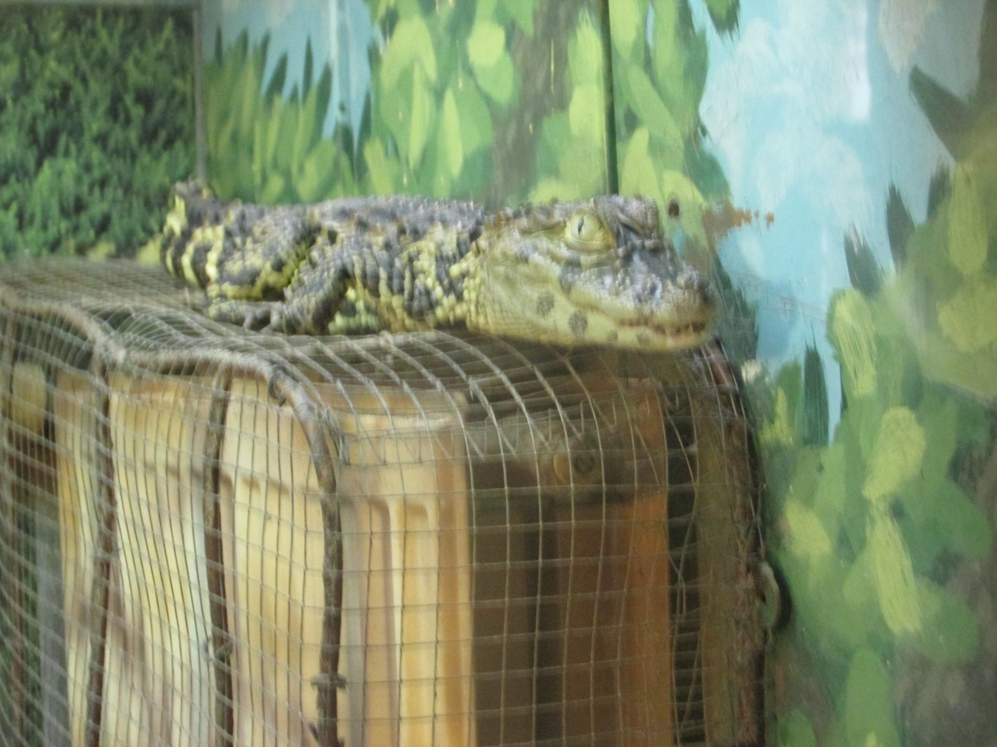 broad snouted caiman