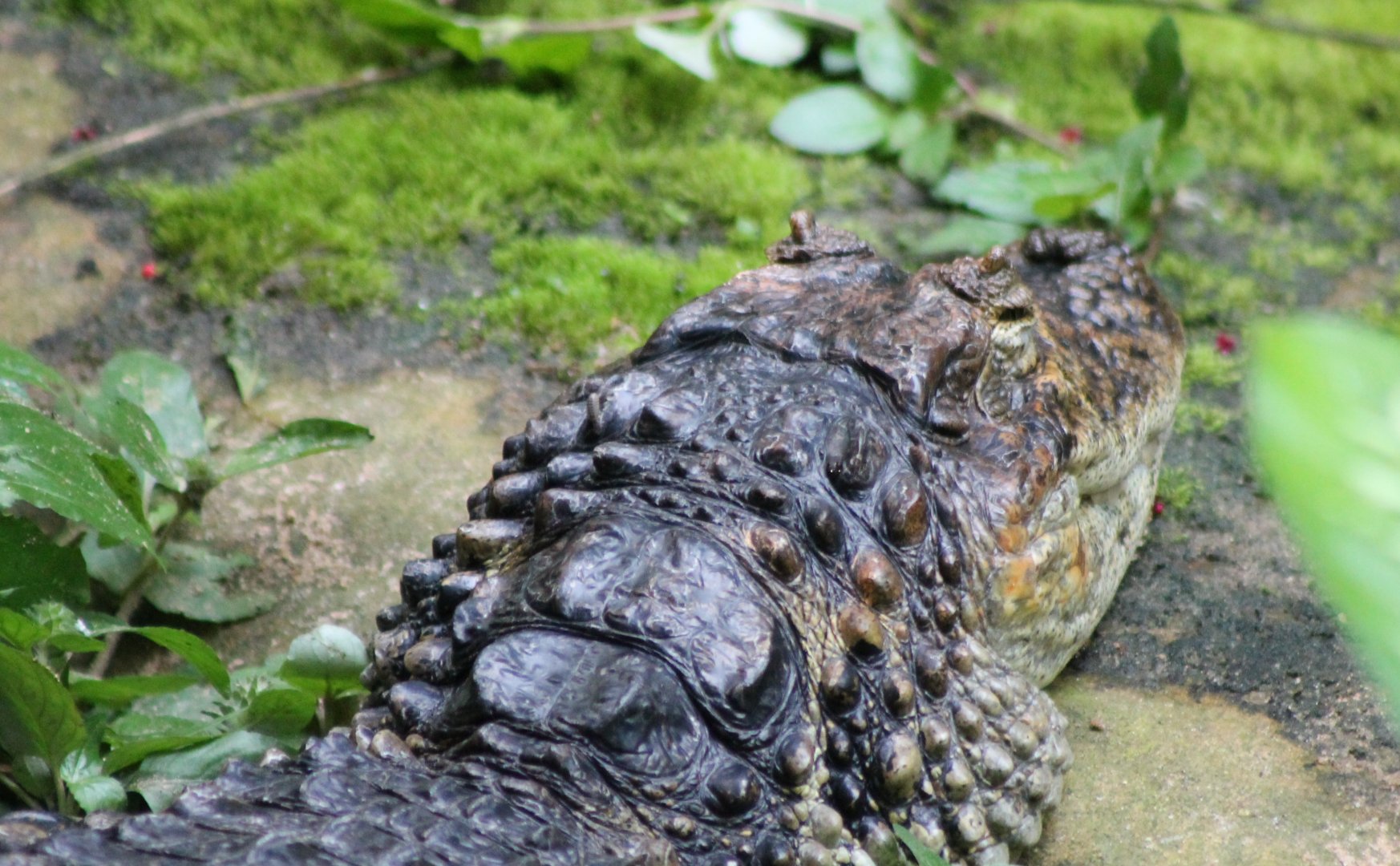 Broad-snouted caiman