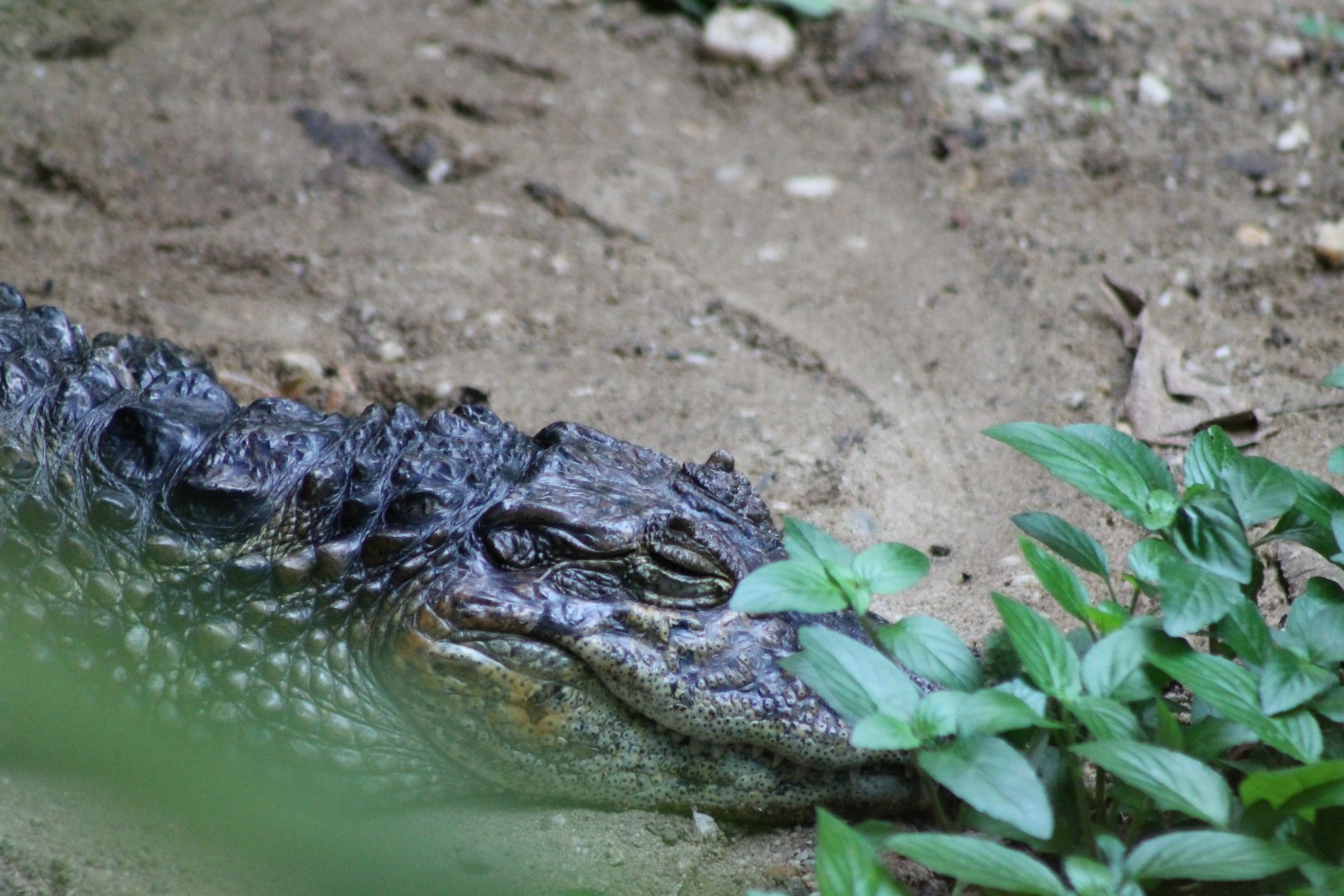 Broad-snouted caiman