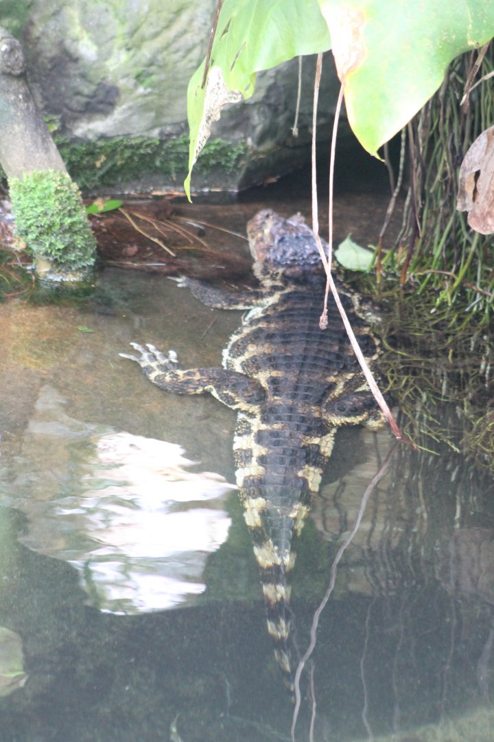 Broad-snouted caiman
