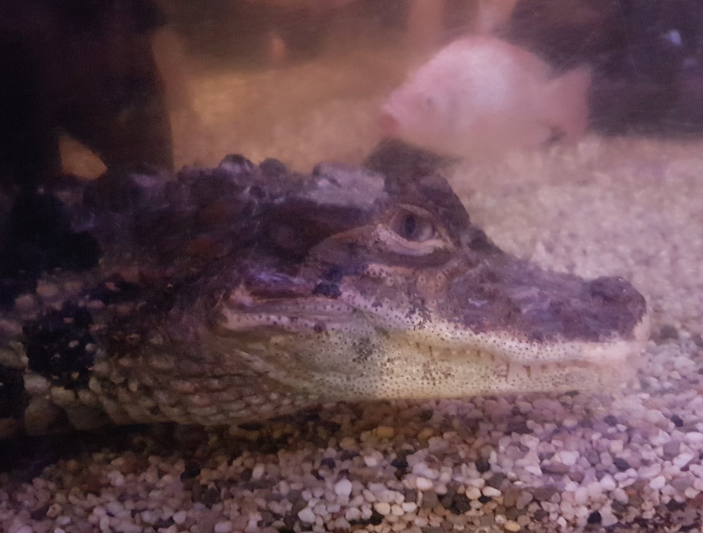 Broad-snouted caiman