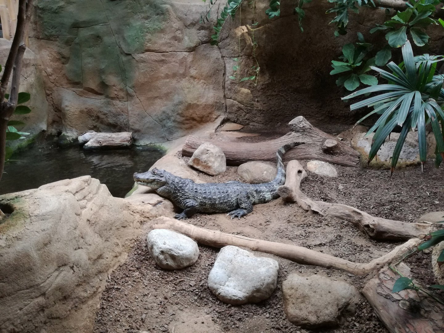 Broad-snouted caiman