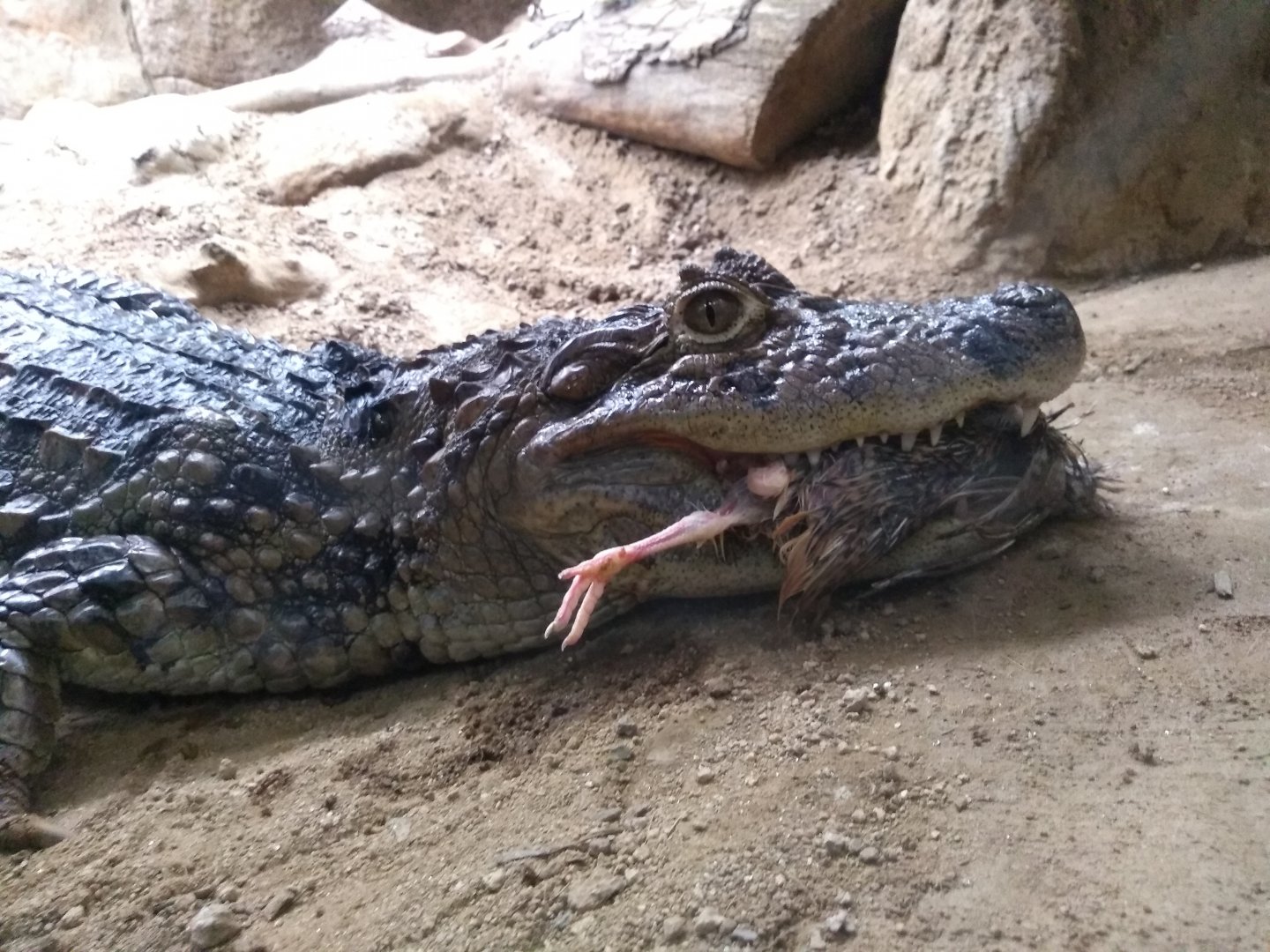 Broad-snouted caiman