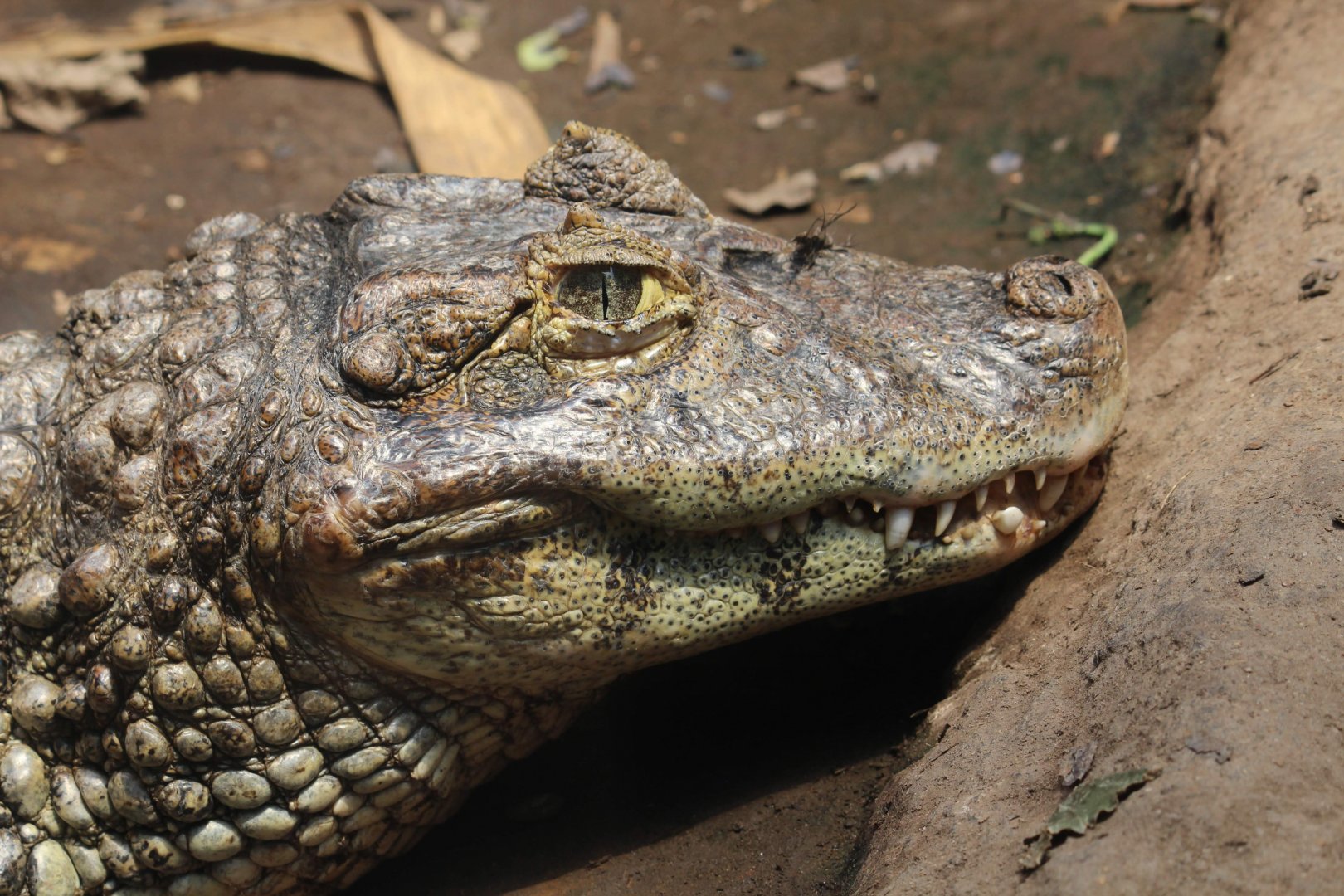 Broad-snouted Caiman