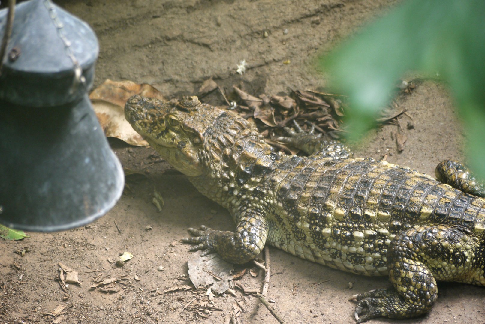 Broad-Snouted Caiman
