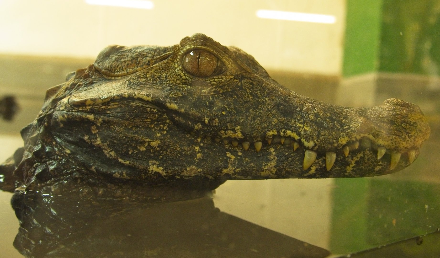 Broad Snouted Caiman