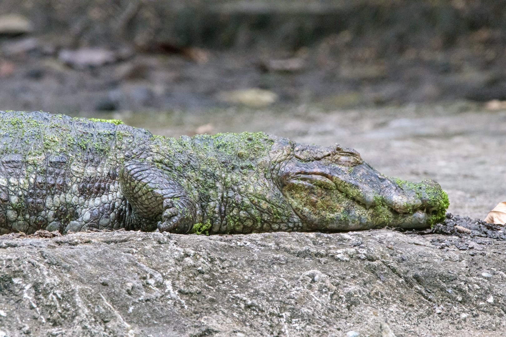 Broad-snouted Caiman