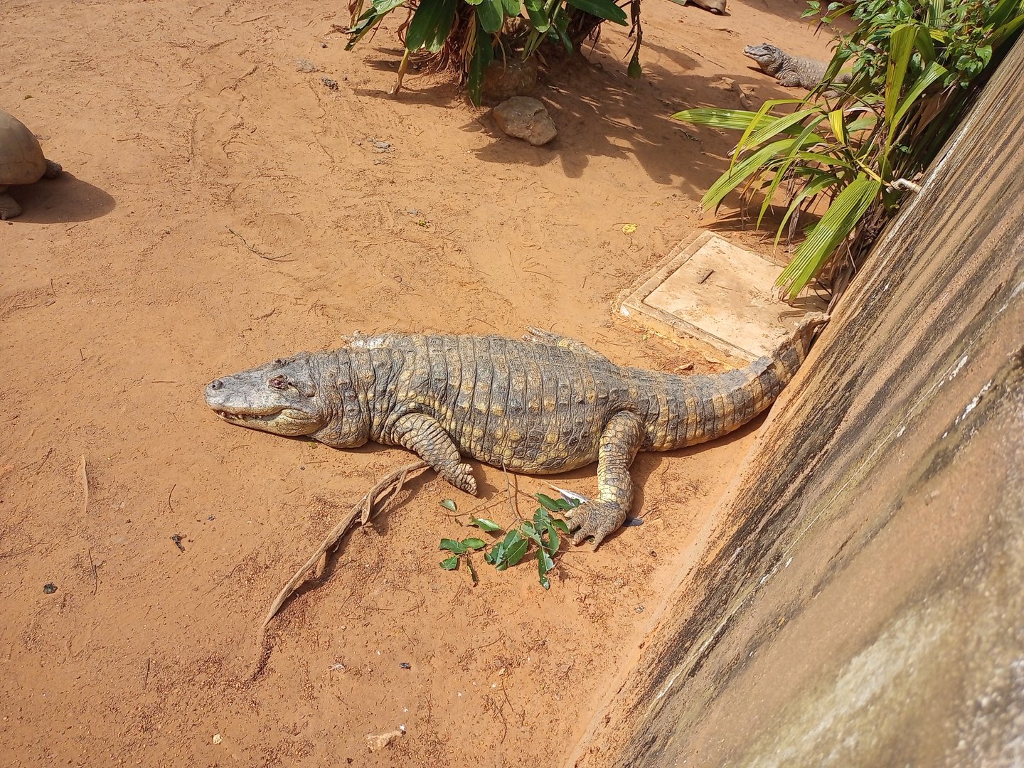 Broad snouted caiman