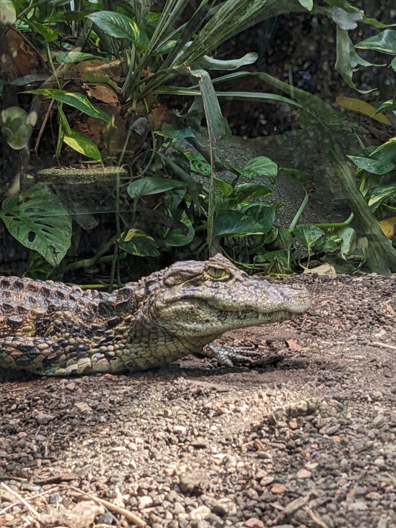 Broad-Snouted Caiman