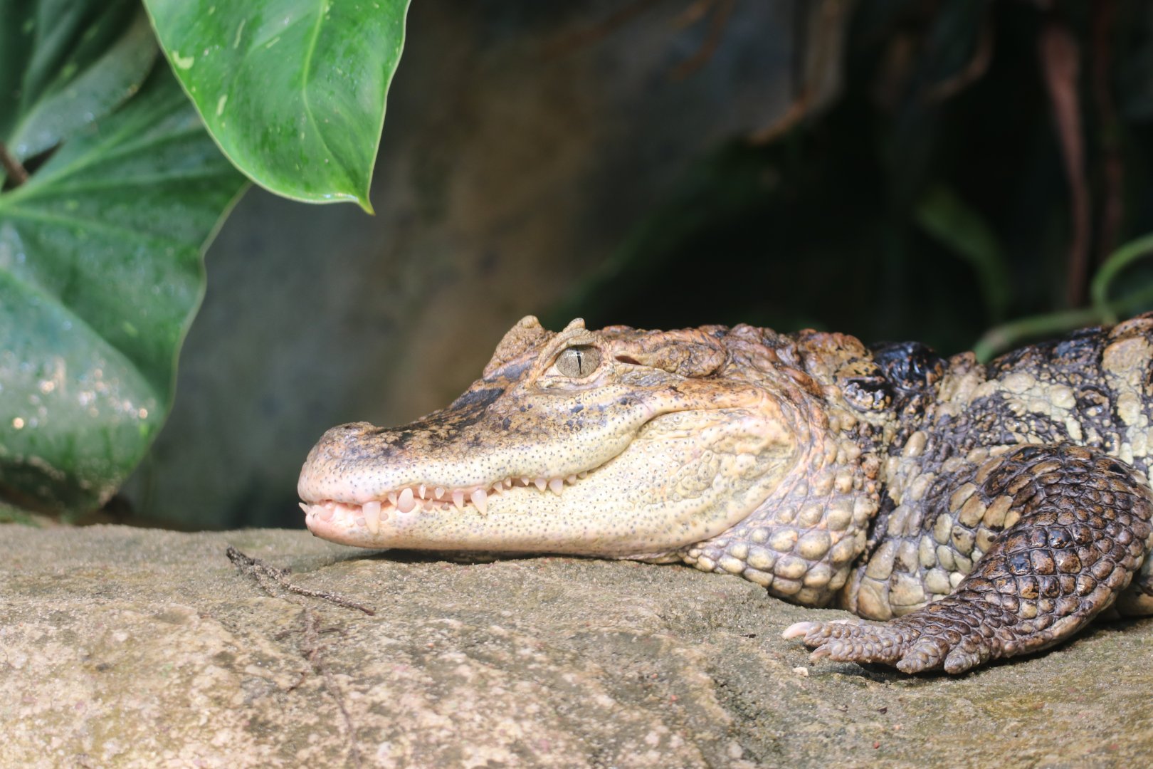 Broad-snouted caiman