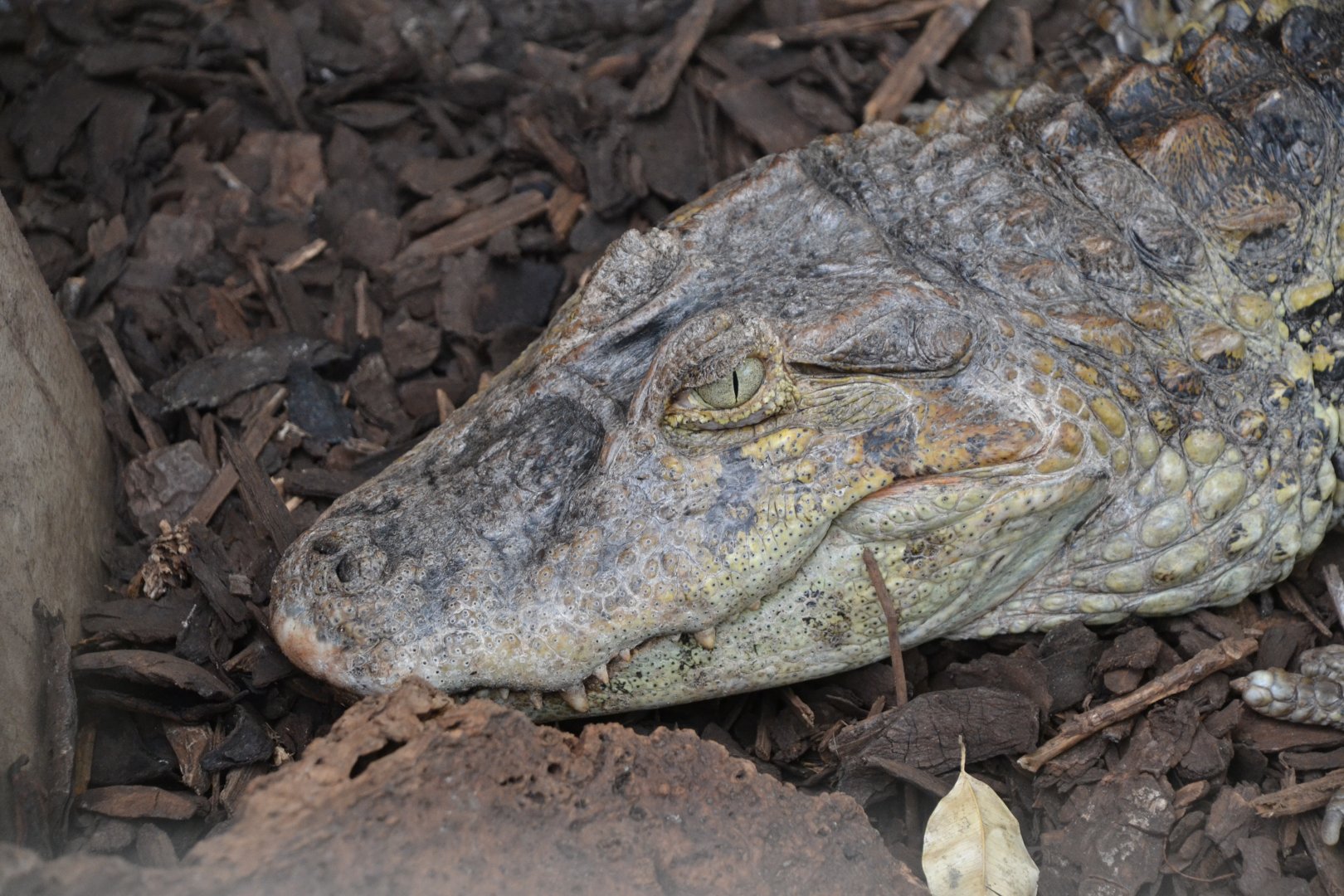 Broad-snouted caiman