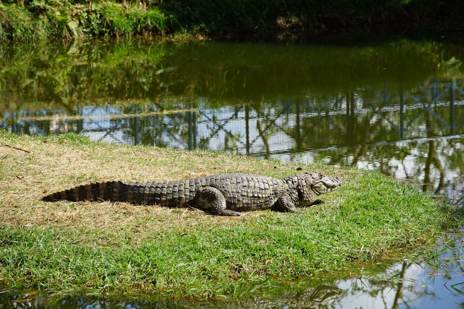 Broad-snouted Caiman