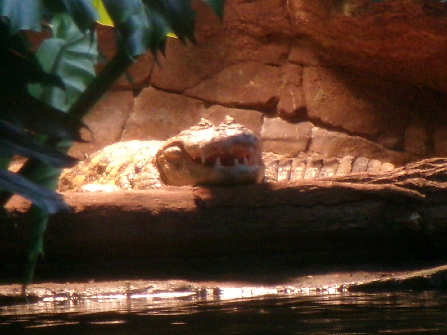 Broad-snouted caiman