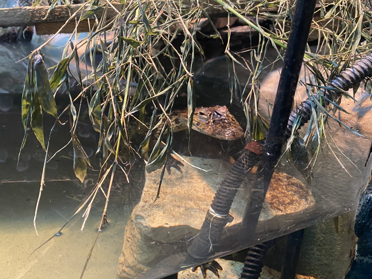 Broad-snouted caiman