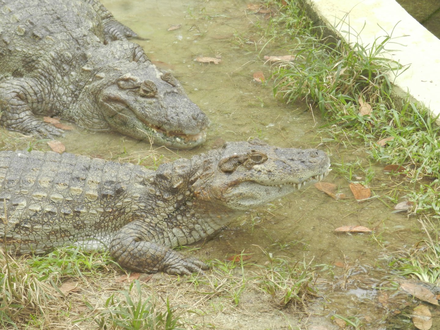 Broad-snouted caimans - BioParque do Rio