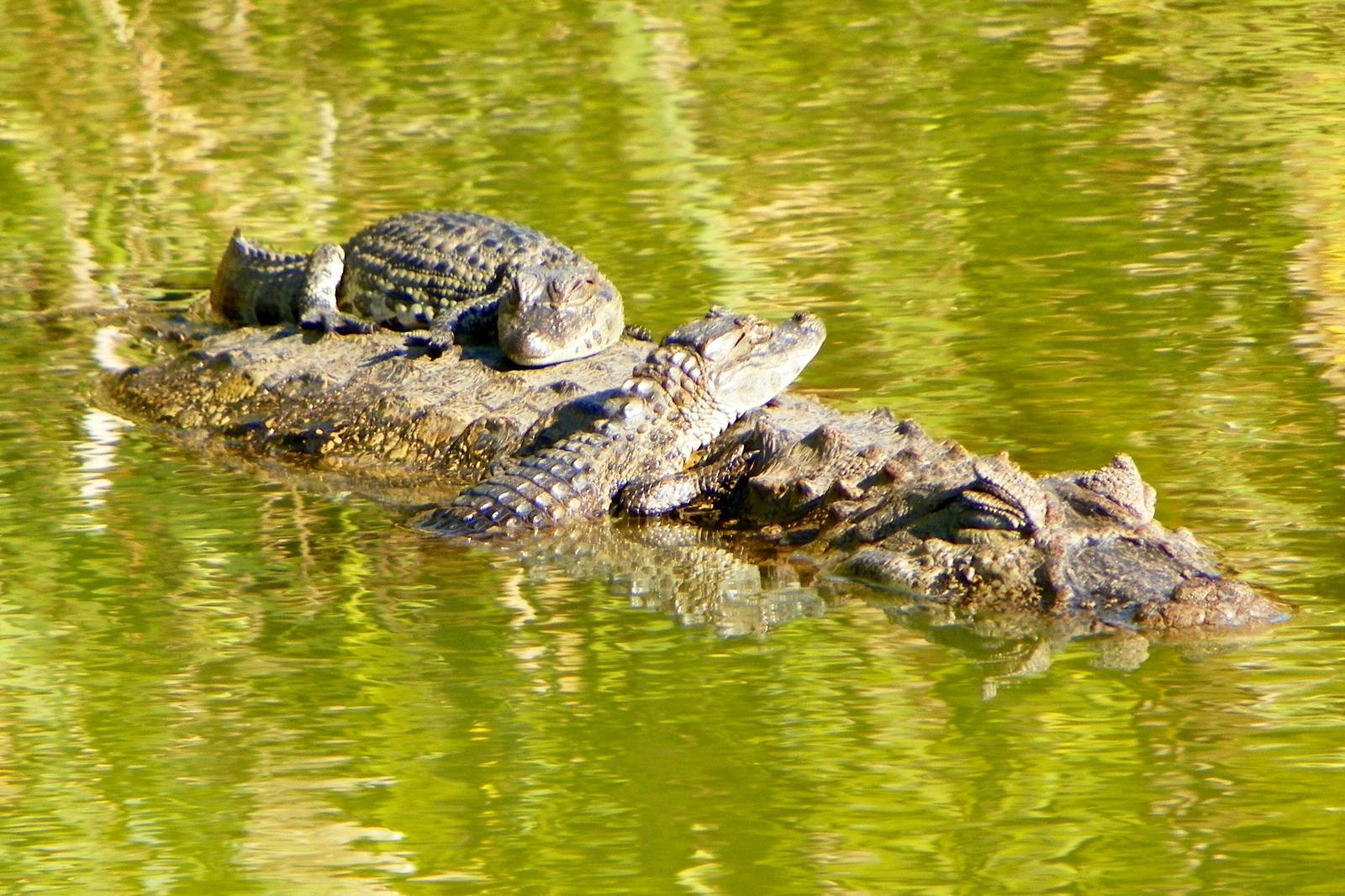 Broad-snouted Caimans (Caiman latirostris) born in Bioparque M'Bopicuá.