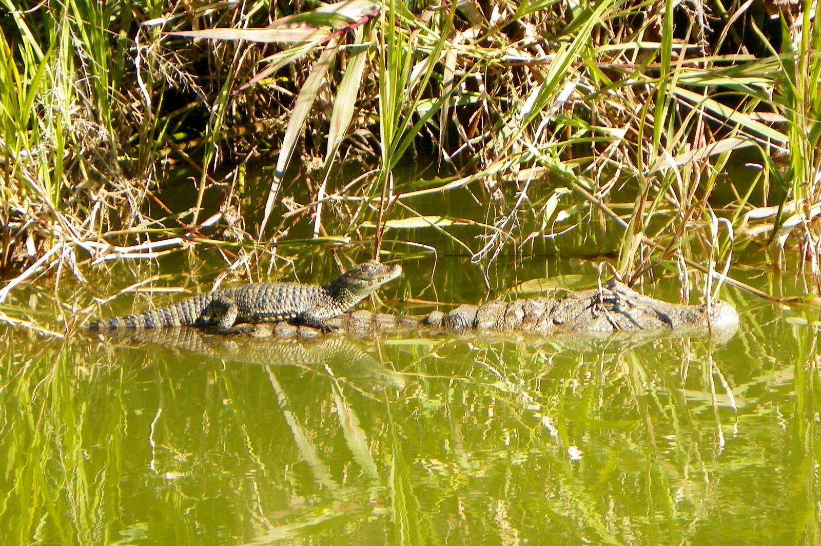 Broad-snouted Caimans (Caiman latirostris) born in Bioparque M'Bopicuá.