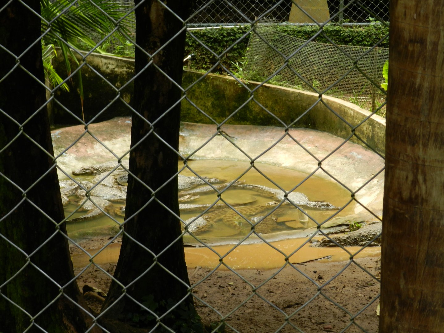 Broad-snouted caimans - Salvador zoo (PZGV)