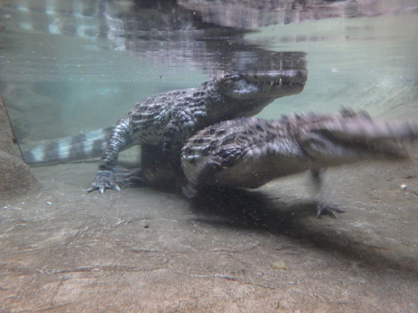 Broad-snouted caimans
